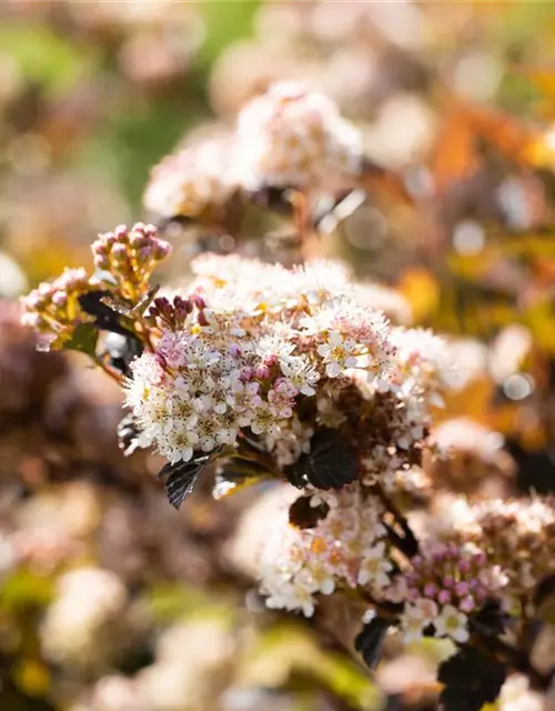 Fasanenspiere 'Little Devil'®