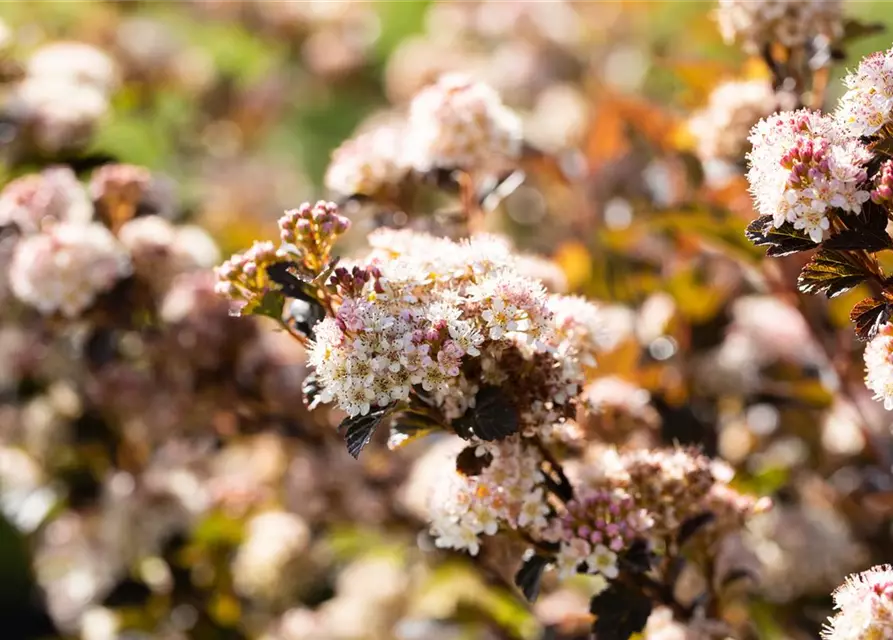 Fasanenspiere 'Little Devil'®