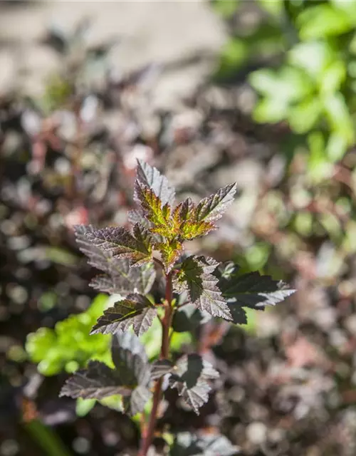 Fasanenspiere 'Little Devil'®