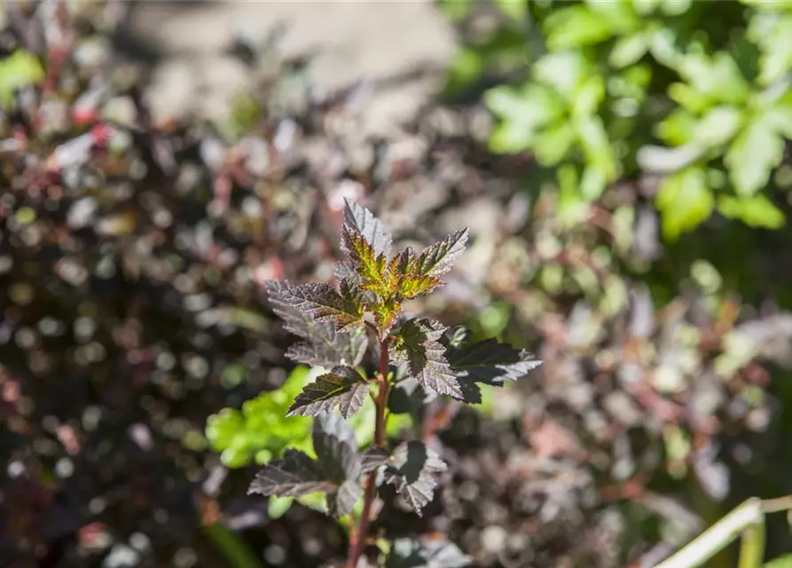 Fasanenspiere 'Little Devil'®