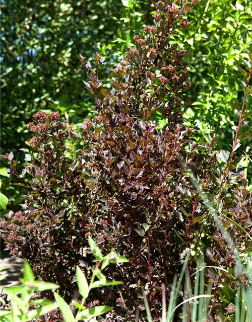 Fasanenspiere 'Little Devil'®