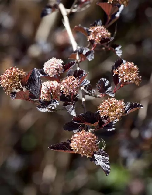 Fasanenspiere 'Little Devil'®