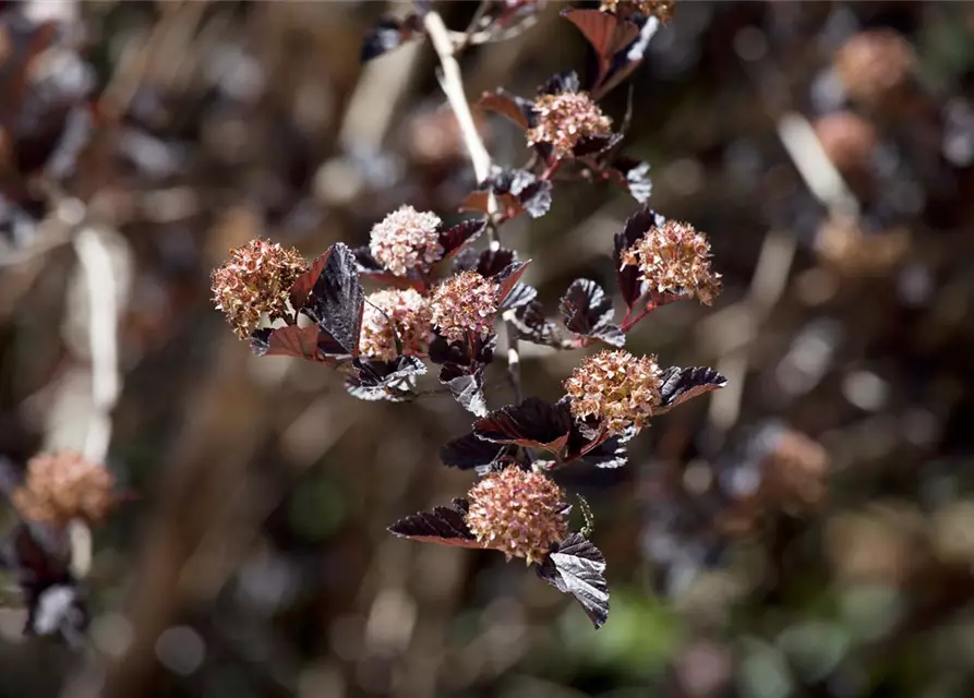 Fasanenspiere 'Little Devil'®