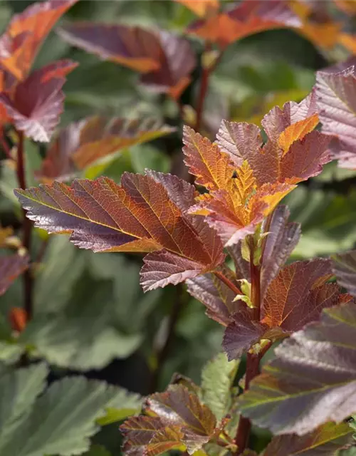 Fasanenspiere 'Little Devil'®