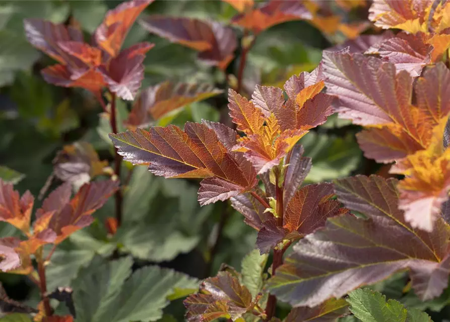 Fasanenspiere 'Little Devil'®