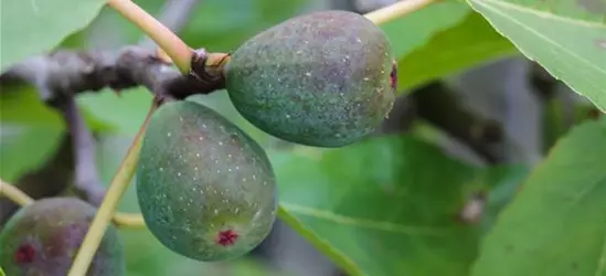 Feigenbaum 'Firoma'®