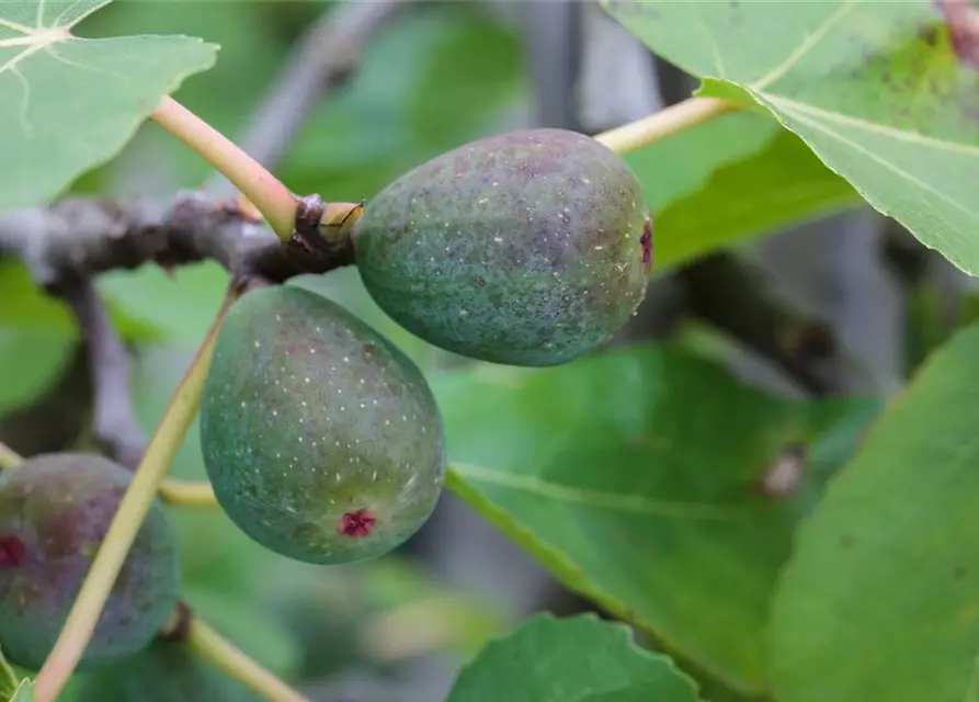 Feigenbaum 'Firoma'®