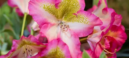 Rhododendron viscosum 'Quiet Thoughts'