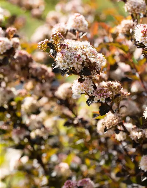 Fasanenspiere 'Little Devil'®