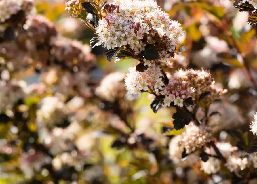 Fasanenspiere 'Little Devil'®