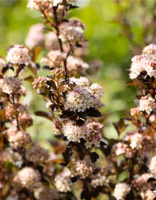 Fasanenspiere 'Little Devil'®