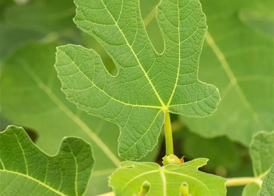 Feigenbaum 'Firoma'®