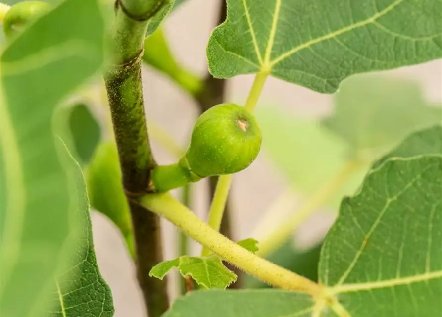 Feigenbaum 'Firoma'®