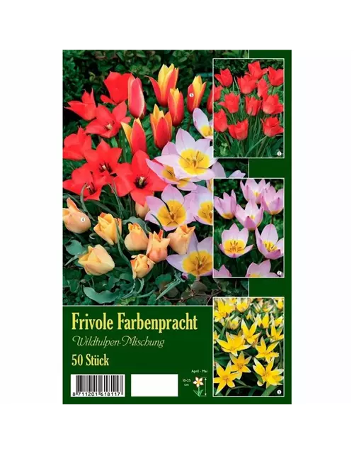 Tulpen-Mix 'Frivole Farbenpracht 