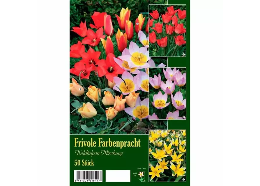 Tulpen-Mix 'Frivole Farbenpracht 