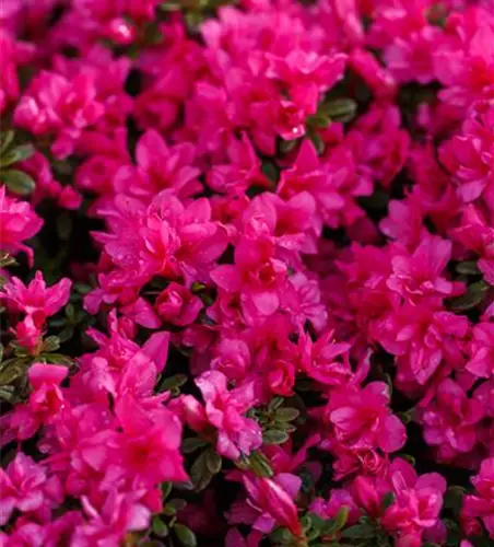 Rhododendron obtusum 'Melina'