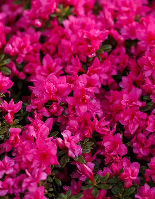 Rhododendron obtusum 'Melina'