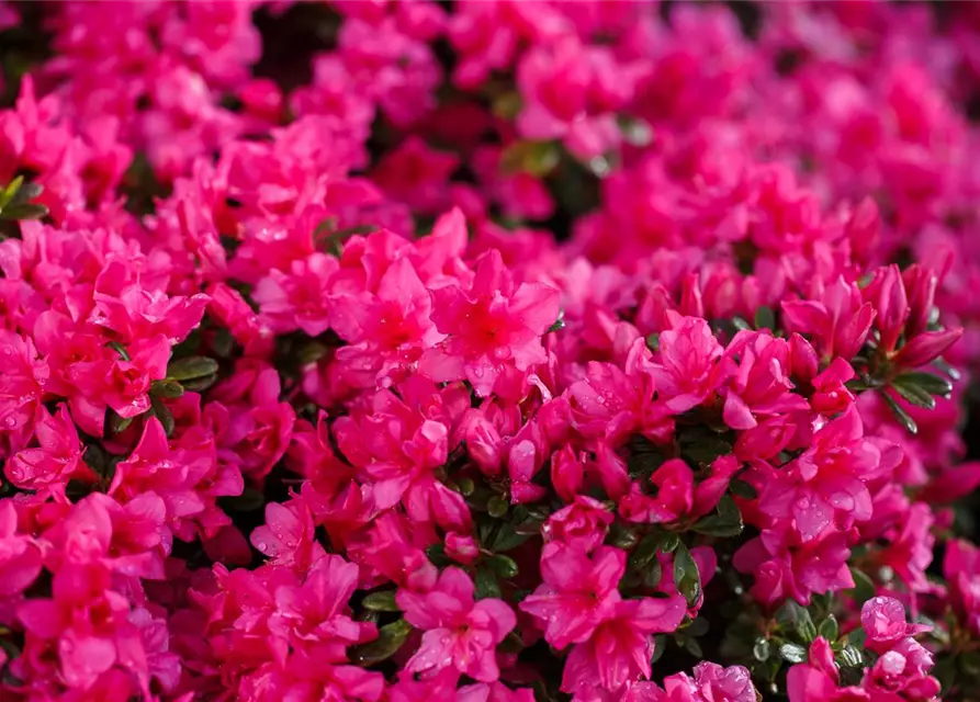 Rhododendron obtusum 'Melina'