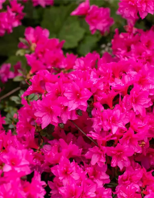 Rhododendron obtusum 'Melina'