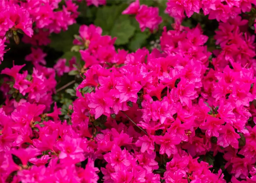 Rhododendron obtusum 'Melina'