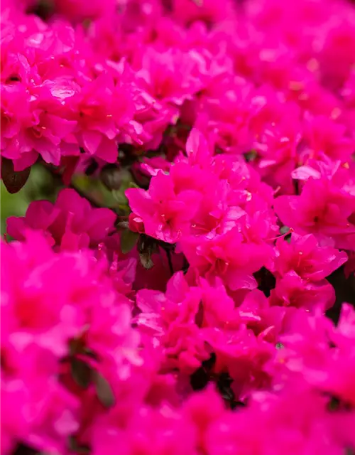 Rhododendron obtusum 'Melina'