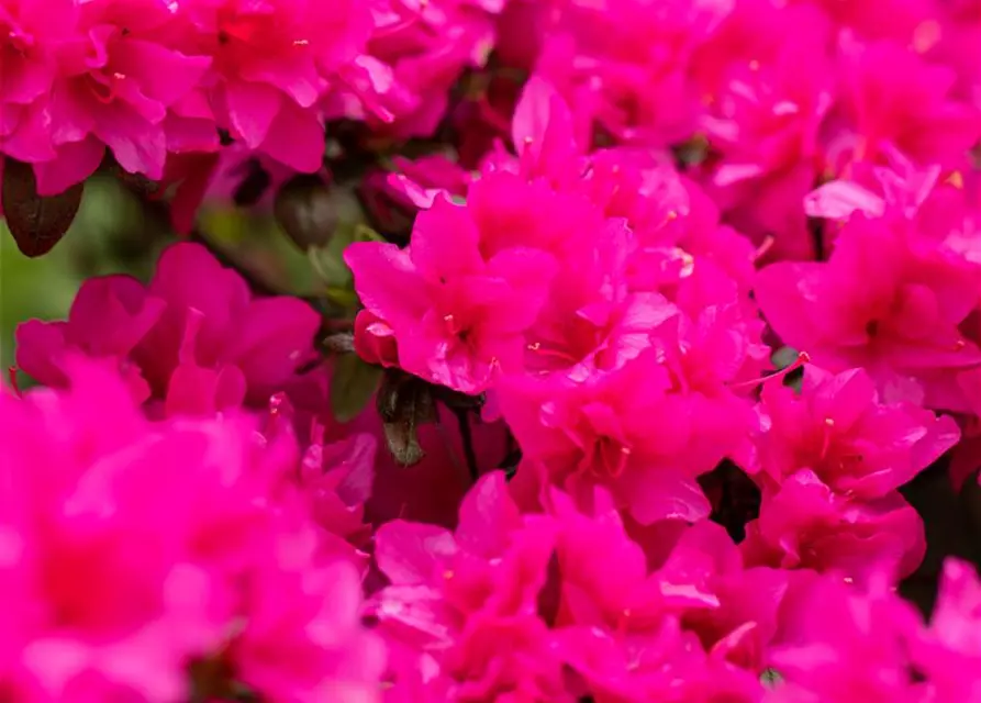 Rhododendron obtusum 'Melina'