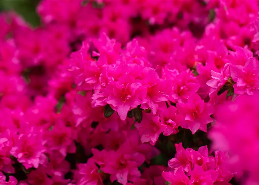 Rhododendron obtusum 'Melina'