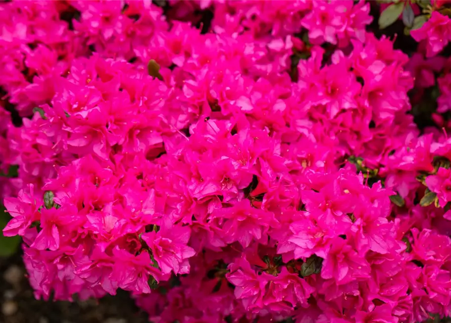 Rhododendron obtusum 'Melina'