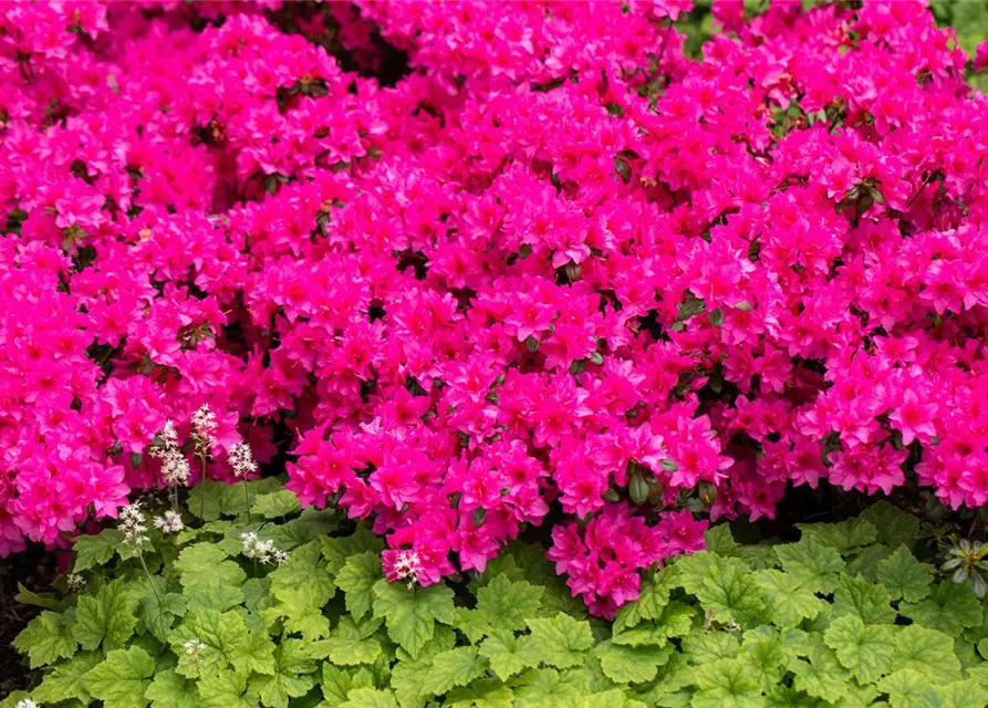 Rhododendron obtusum 'Melina'