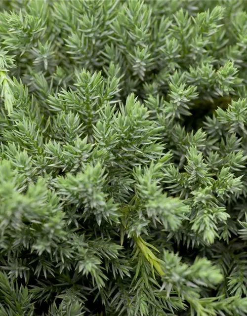 Bodenwacholder 'Blue Carpet'