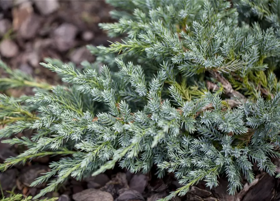 Bodenwacholder 'Blue Carpet'