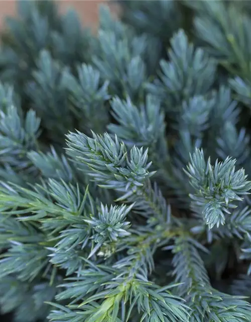 Bodenwacholder 'Blue Carpet'