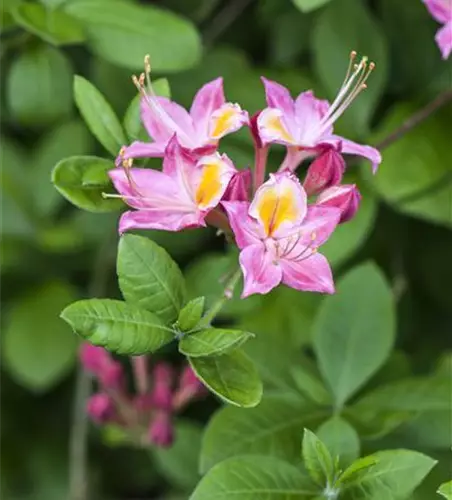 Rhododendron 'Pink and Sweet'