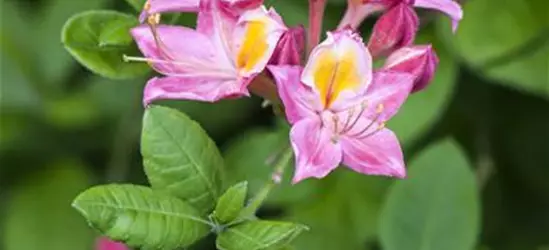 Rhododendron 'Pink and Sweet'