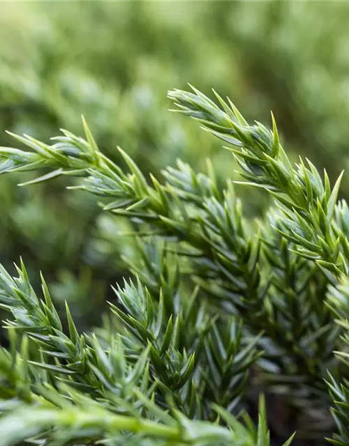 Bodenwacholder 'Blue Carpet'