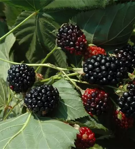 Rubus idaeus 'Black Jewel' CAC