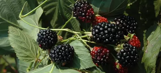 Rubus idaeus 'Black Jewel' CAC