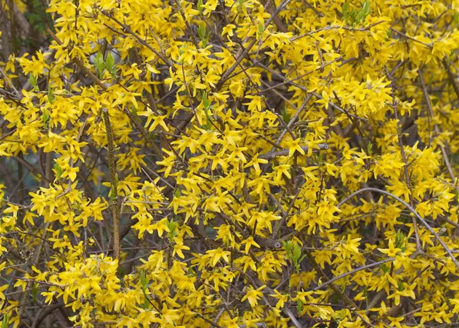 Forsythia intermedia 'Lynwood'