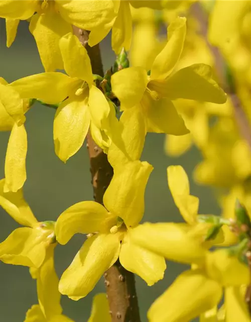 Forsythia intermedia 'Lynwood'