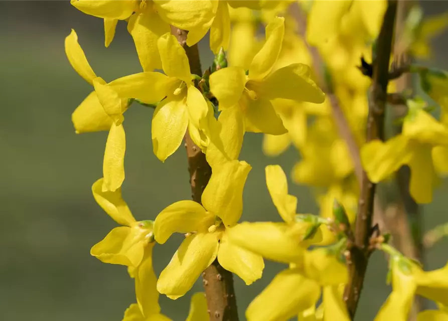 Forsythia intermedia 'Lynwood'