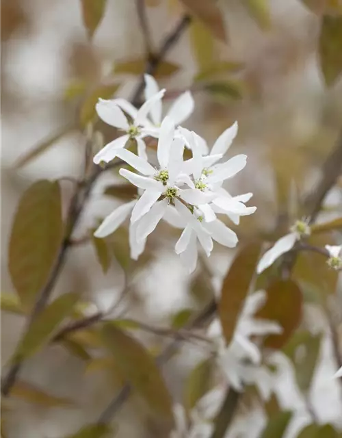 Felsenbirne Polar Fruits® 'Western Juneberry'