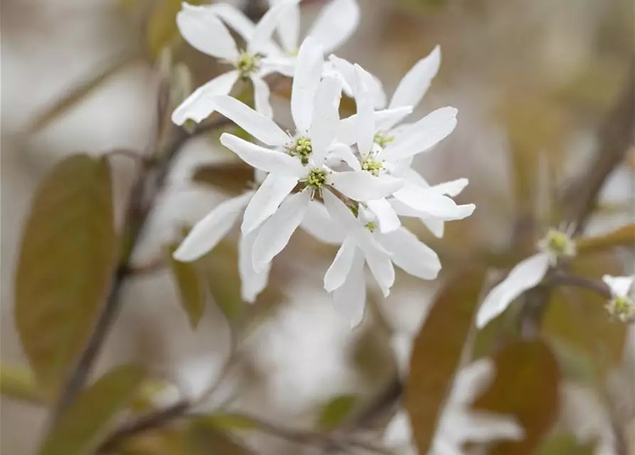 Felsenbirne Polar Fruits® 'Western Juneberry'