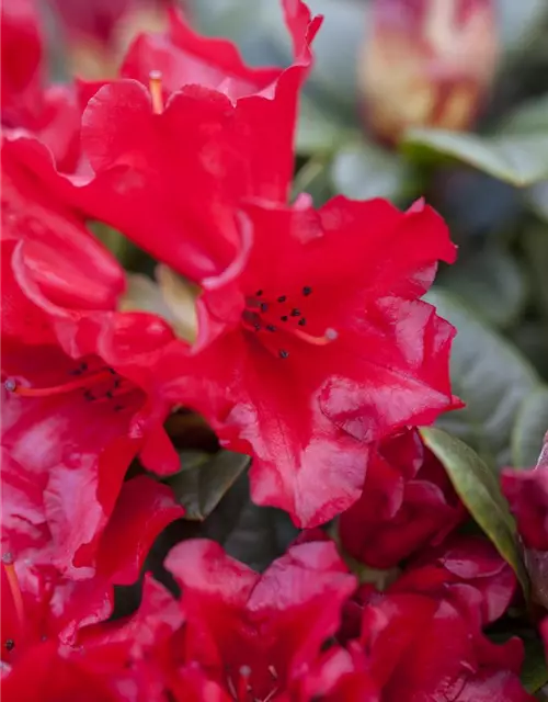 Zwergrhododendron 'Scarlet Wonder'