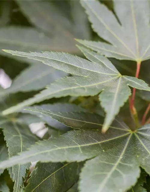 Acer palmatum 'Mikawa Yatsubusa'