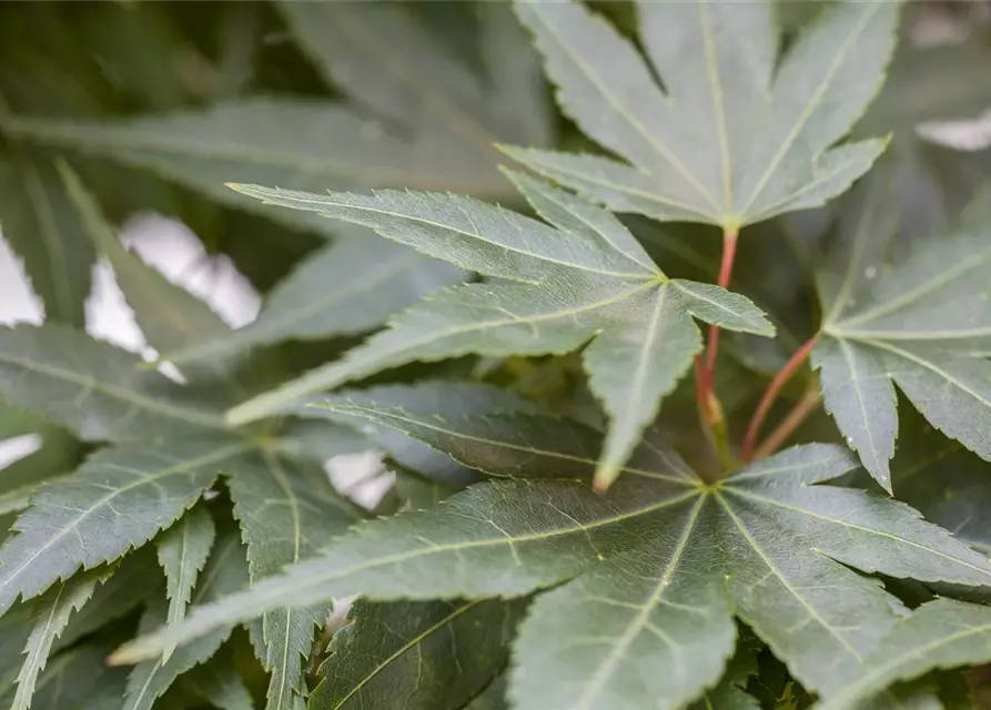 Acer palmatum 'Mikawa Yatsubusa'