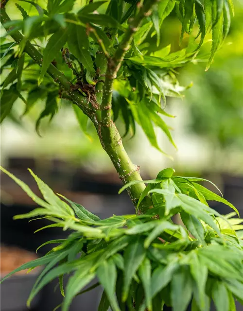 Acer palmatum 'Mikawa Yatsubusa'