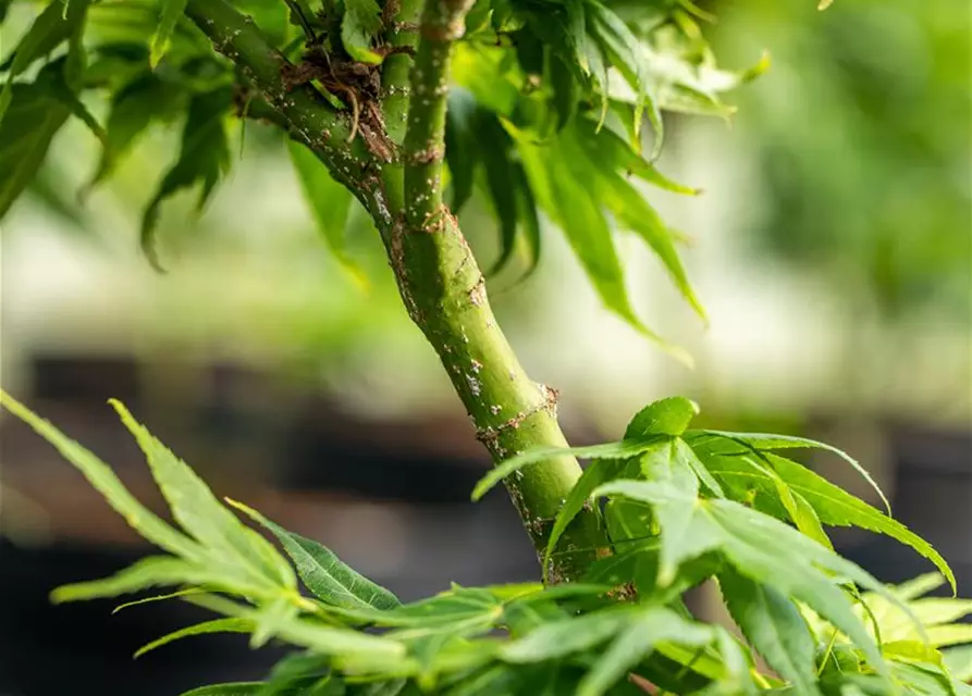 Acer palmatum 'Mikawa Yatsubusa'