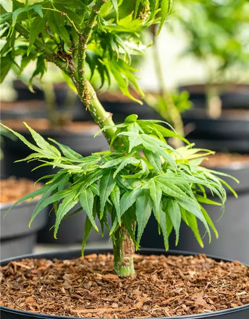 Acer palmatum 'Mikawa Yatsubusa'