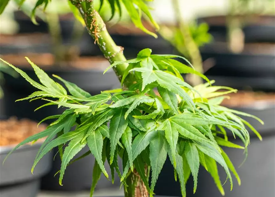 Acer palmatum 'Mikawa Yatsubusa'