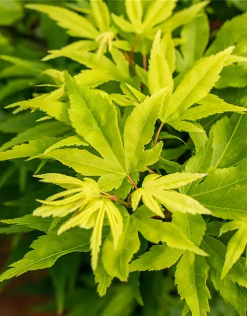 Acer palmatum 'Mikawa Yatsubusa'